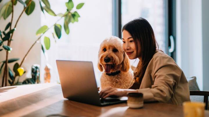 Cómo acceder al servicio gratuito de acompañamiento veterinario virtual para perros y gatos en Bogotá