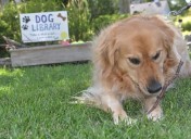 ‘Pit stops for pups’: Simple kindness makes dogs, owners happy
