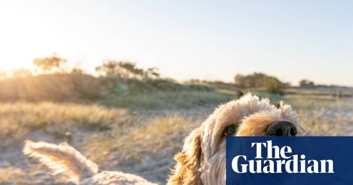 Oodles of Lucys: survey reveals Australia’s most popular dog breeds and names