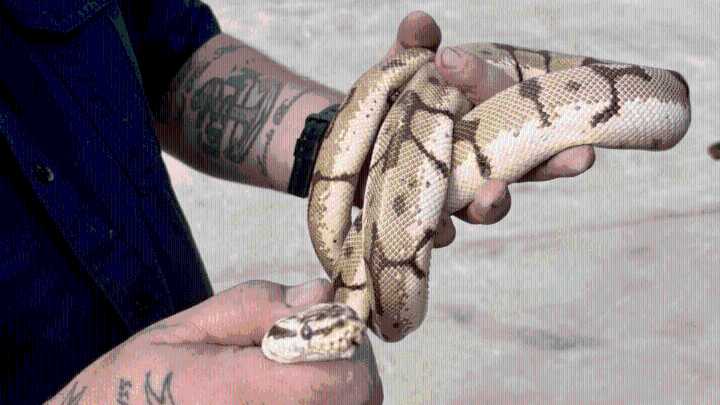 Snake caught after slithering into DC Fire training academy