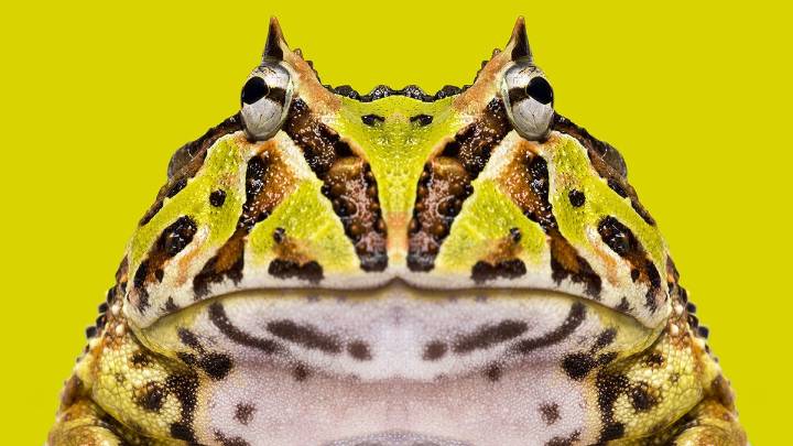 Horned Frog: A Snake-eating Ambush Predator With Tiny Teeth