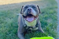 Enzo the dog goes home