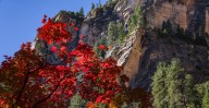 New Arizona fall foliage map shows when, where to see changing leaves