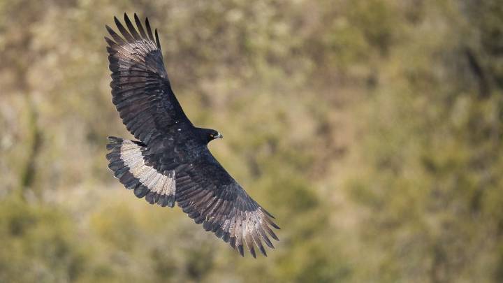 Buscan proteger al ave rapaz más grande de Sudamérica que habita Jujuy