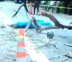 Padre e hijo mueren al caerles un árbol encima en el Departamento de Huila.