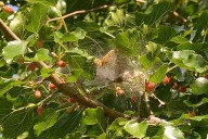 Do you have large, thick webs on your trees? They could be from fall webworms