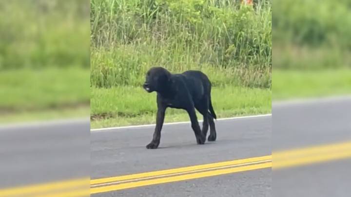 Oklahoma Puppy Abandoned On Rural Road Spent Days Waiting For His Family To Return