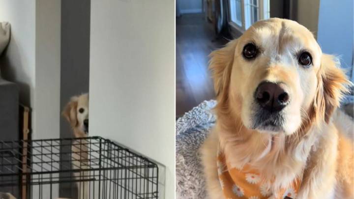 California Dog’s Reaction To Smoke Alarm Continues To Surprise Owner Four Years Later