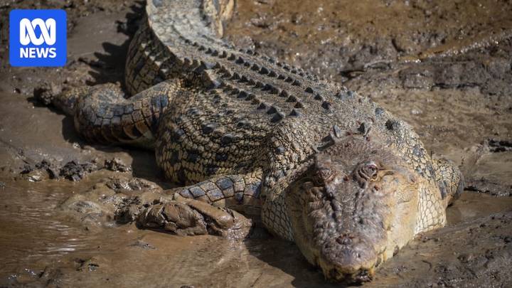 'Complex' brief of evidence after group charged with stealing crocodile eggs from Kakadu National Park