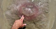 Gigantic sea monster jellyfish with 70ft tentacles kills in 'horrifying way'
