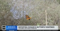 Visitors at California state parks urged to report sightings of monarch butterflies