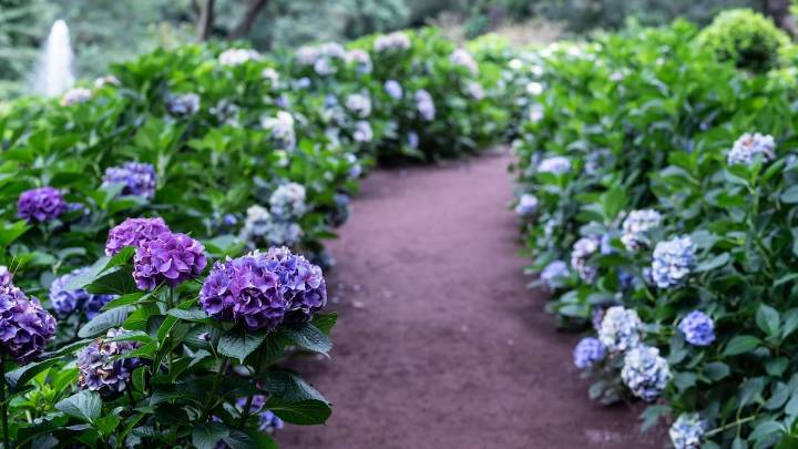 Espolvorea este producto alrededor de tus hortensias en otoño y lo agradecerás en 2026