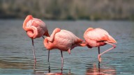 El ave que construye nidos en forma de cono y mantiene una conexión única con los humanos