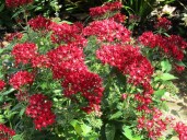 Plant Doctor: How to keep hummingbirds coming to your yard
