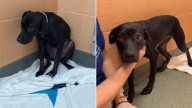 Shelter Dog In Florida Trembles With Fear Until One Person Drives Across The State For Her