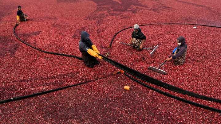 Massachusetts cranberry bogs are being given a second life as vibrant wetlands