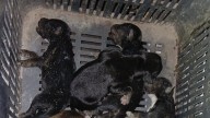 Rescatan a 6 perritos tras incendio de vivienda en la colonia Loma Linda, Saltillo; otros 3 se intoxicaron con el humo