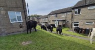 Surprise for police team as cows invade Derbyshire town
