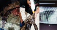 Venado cola blanca al borde de la muerte: brutal ataque y rescate urgente en Morelos movilizan brigadistas y veterinarios