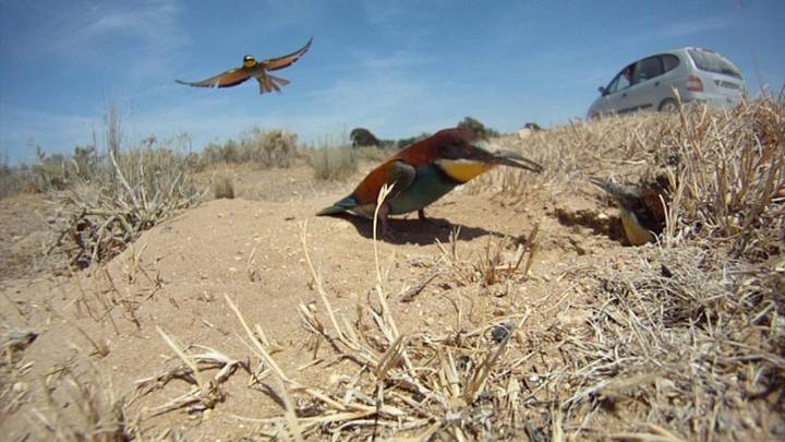 Andalucía activa el protocolo por gripe aviar en Doñana tras detectar tres focos