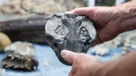 Photos of marine fossils found along Oregon coastline