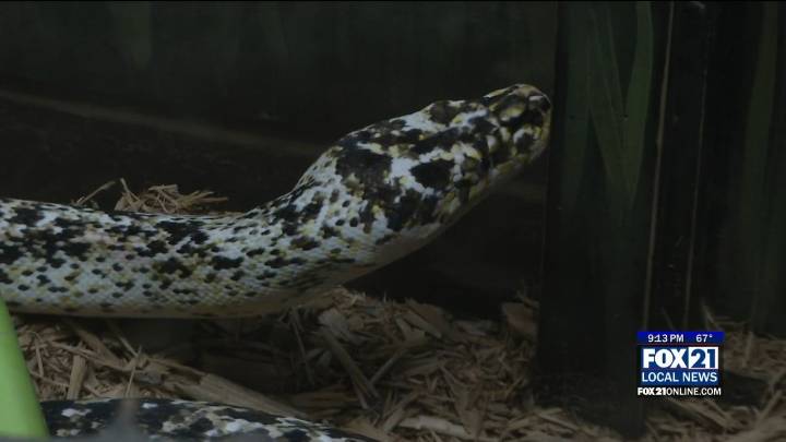 Lake Superior Zoo Starts Campaign To Fund Rescued Animal Housing