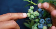 Migrant worker heat deaths spark calls for visa changes