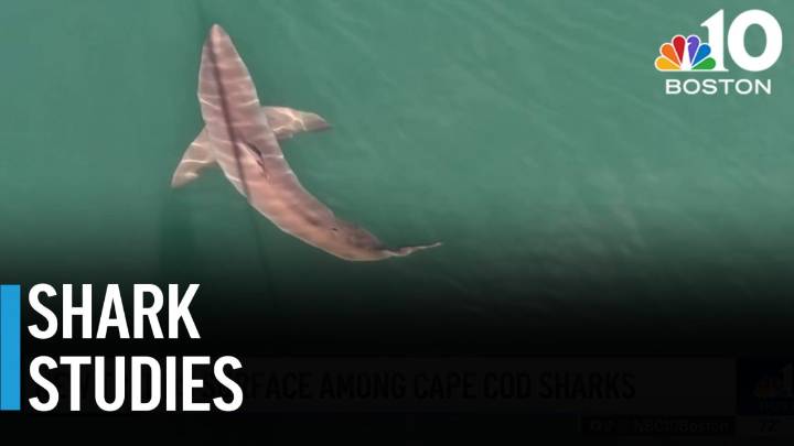 Changing habits of great white sharks in Cape Cod’s waters