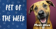 Pet of the Week: Meet Olive!