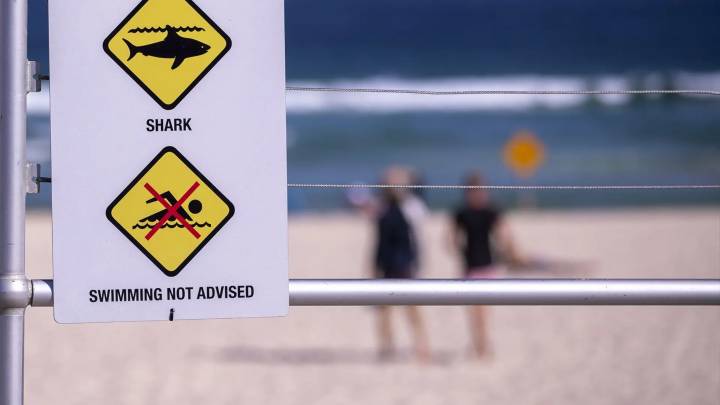 Muere un surfista en una playa de Sídney por el ataque de un tiburón