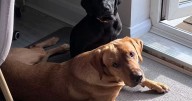 10 dog breeds with biggest risk of ear infections as owners warned 'act now'