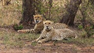 New batch of cheetahs likely in December, talks on with 3 African nations