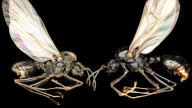 ‘Sexual Parasite’ Ant Queens Enslave Other Species to Create Cloned Hybrid Workers