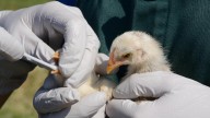 Alerta: detectan el primer foco de gripe aviar H5N1 en Castilla y León en una granja de Olmedo