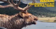 VIDEOS: Colorado's elk rut is in full swing as they battle