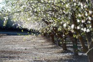 Stanford graduates’ startup turns almond shell waste into organic fertilizer