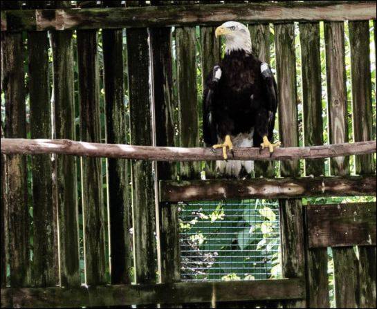 Bald eagle back in the wild after treatment at the von Arx Wildlife Hospital