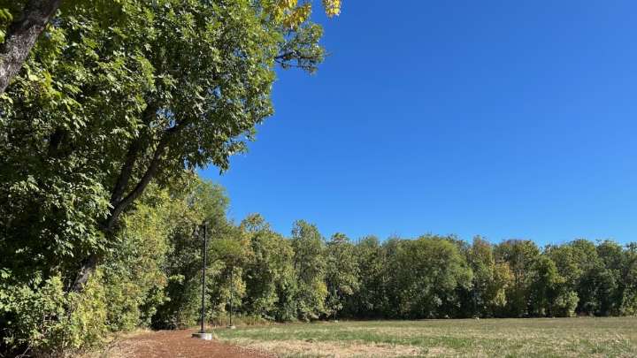 Eugene foresters are preparing for the arrival of a beetle that’s likely to kill almost all of the city’s ash trees
