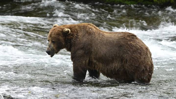 Alaska’s Fat Bear Week kicks off with online voting