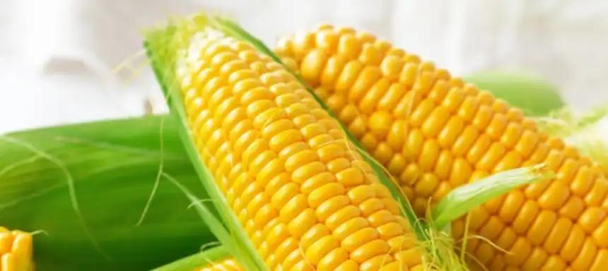 Evolución de plagas redefine el manejo sanitario en el maíz