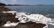 Confusion about conflicting health advice over South Australia's toxic algae