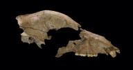 Brown Bear Skull Found At Site Of Ancient Roman Amphitheater
