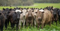 Trump tariffs: Aussie beef farmers cutting in on America's exports to China
