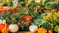 Thousands of mums, pumpkins displayed at Meijer Gardens for 27th year