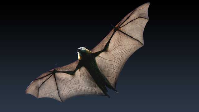 Rabid bat found in Greenville County; three dogs exposed