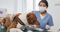 Inician las esterilizaciones, servicios médicos y más para perros y gatos en Soacha y otros municipios