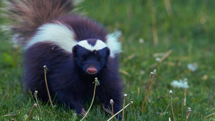 Skunk sprays classroom in McCay Elementary School in Fitchburg, canceled
