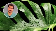 Álvaro Pedrera, experto en plantas: “Si querés que tu monstera crezca más rápido, ponele un tutor”