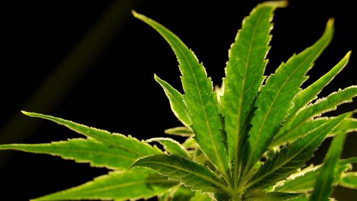 A drug made from marijuana reduced back pain in a large study