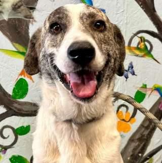DARKHORSE DOGS: Gentle Senior Pup Spent Years on a Chain